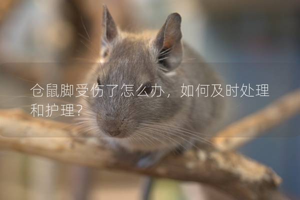 仓鼠脚受伤了怎么办，如何及时处理和护理？