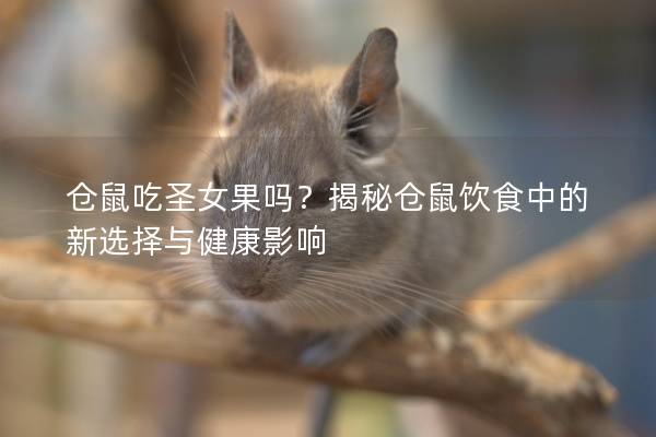 仓鼠吃圣女果吗？揭秘仓鼠饮食中的新选择与健康影响