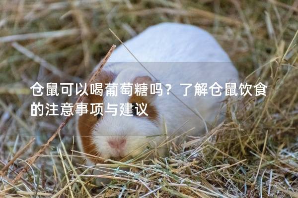 仓鼠可以喝葡萄糖吗？了解仓鼠饮食的注意事项与建议