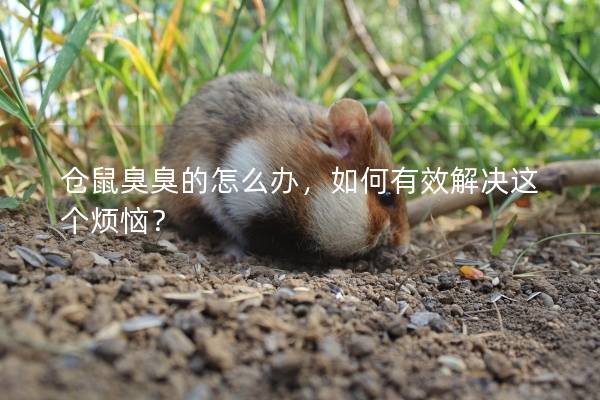 仓鼠臭臭的怎么办，如何有效解决这个烦恼？
