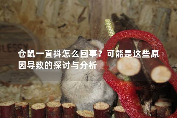 仓鼠一直抖怎么回事？可能是这些原因导致的探讨与分析