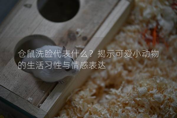 仓鼠洗脸代表什么？揭示可爱小动物的生活习性与情感表达