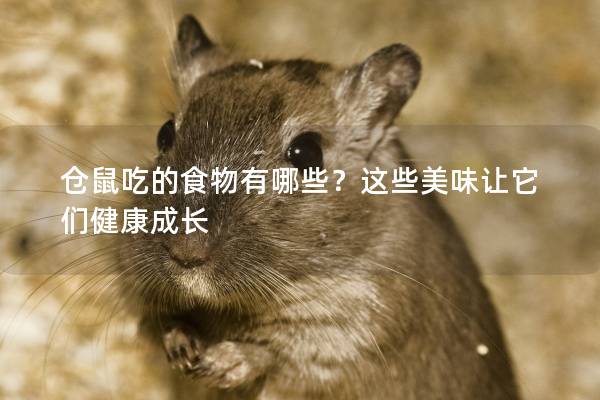 仓鼠吃的食物有哪些？这些美味让它们健康成长