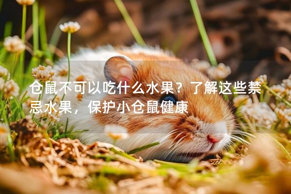 仓鼠不可以吃什么水果？了解这些禁忌水果，保护小仓鼠健康