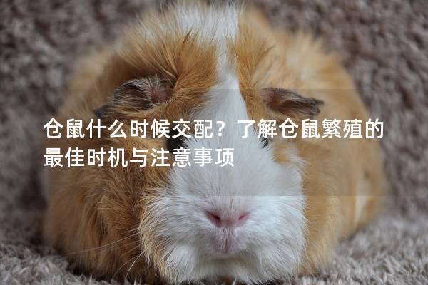 仓鼠什么时候交配？了解仓鼠繁殖的最佳时机与注意事项