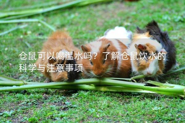 仓鼠可以喝温水吗？了解仓鼠饮水的科学与注意事项
