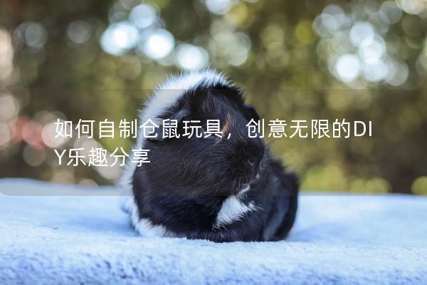 如何自制仓鼠玩具，创意无限的DIY乐趣分享