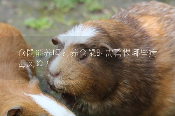 仓鼠能养吗？养仓鼠时需警惕哪些病毒风险？