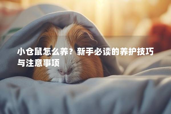 小仓鼠怎么养？新手必读的养护技巧与注意事项