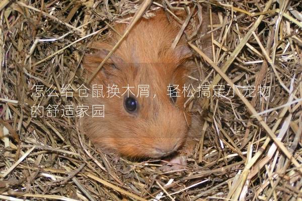 怎么给仓鼠换木屑，轻松搞定小宠物的舒适家园
