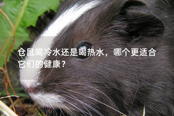 仓鼠喝冷水还是喝热水，哪个更适合它们的健康？