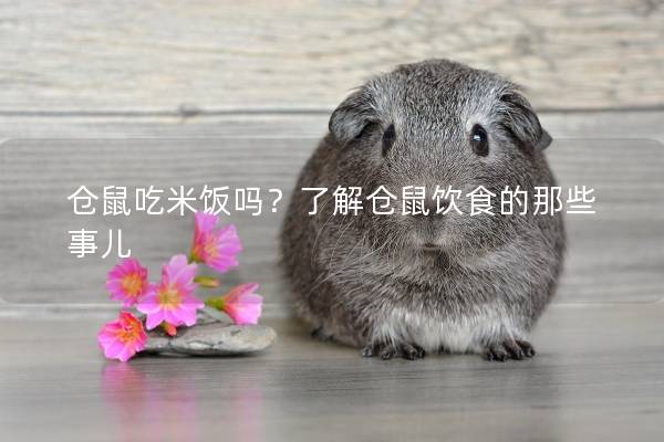 仓鼠吃米饭吗？了解仓鼠饮食的那些事儿