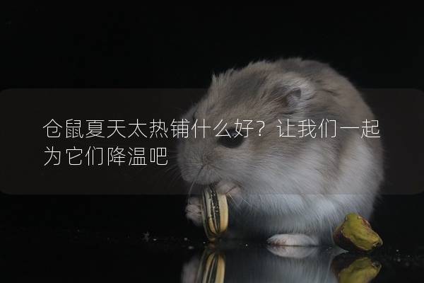 仓鼠夏天太热铺什么好？让我们一起为它们降温吧