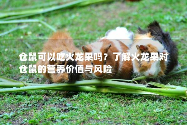 仓鼠可以吃火龙果吗？了解火龙果对仓鼠的营养价值与风险