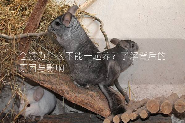 仓鼠为什么不能一起养？了解背后的原因与影响