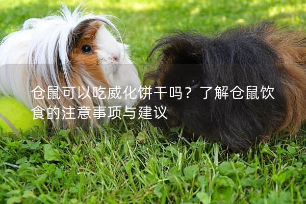 仓鼠可以吃威化饼干吗？了解仓鼠饮食的注意事项与建议