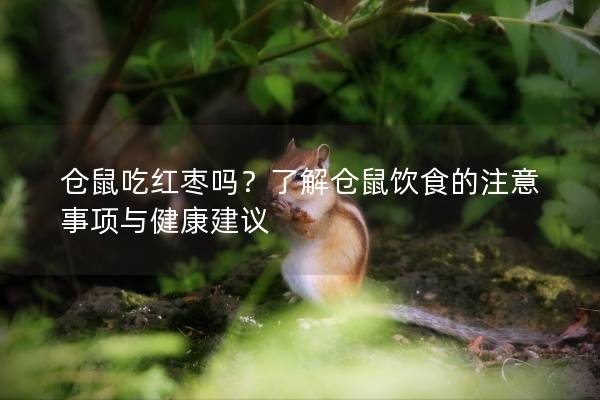 仓鼠吃红枣吗？了解仓鼠饮食的注意事项与健康建议