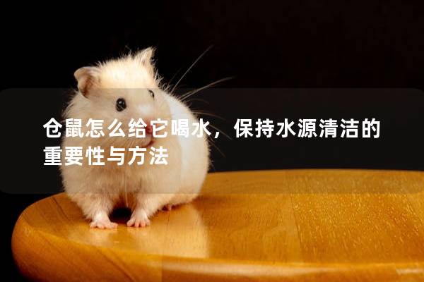 仓鼠怎么给它喝水，保持水源清洁的重要性与方法