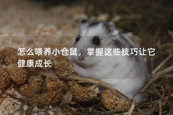 怎么喂养小仓鼠，掌握这些技巧让它健康成长