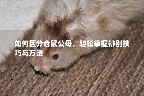 如何区分仓鼠公母，轻松掌握辨别技巧与方法