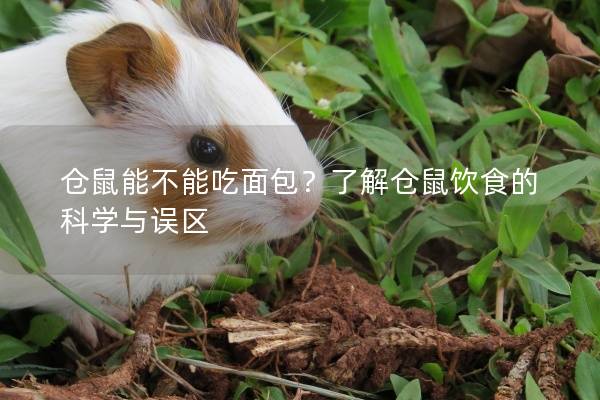 仓鼠能不能吃面包？了解仓鼠饮食的科学与误区