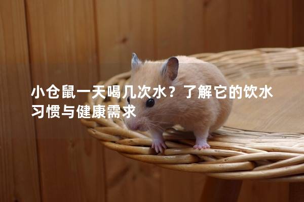 小仓鼠一天喝几次水？了解它的饮水习惯与健康需求