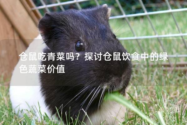 仓鼠吃青菜吗？探讨仓鼠饮食中的绿色蔬菜价值