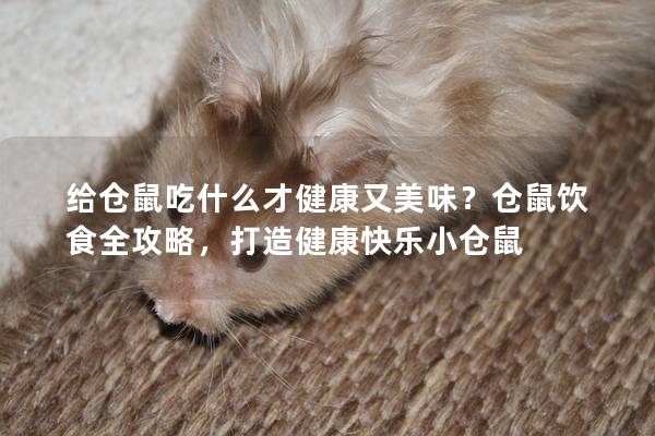 给仓鼠吃什么才健康又美味？仓鼠饮食全攻略，打造健康快乐小仓鼠