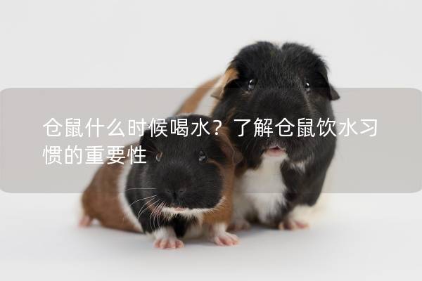 仓鼠什么时候喝水？了解仓鼠饮水习惯的重要性