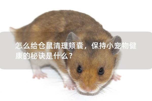 怎么给仓鼠清理颊囊，保持小宠物健康的秘诀是什么？