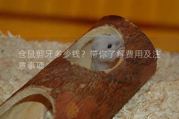 仓鼠剪牙多少钱？带你了解费用及注意事项