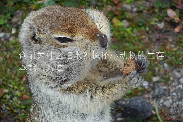 仓鼠为什么怕水？探秘小动物的生存本能与习性