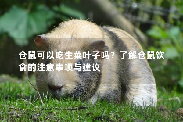 仓鼠可以吃生菜叶子吗？了解仓鼠饮食的注意事项与建议