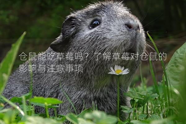 仓鼠能吃草莓吗？了解草莓对仓鼠的影响与注意事项