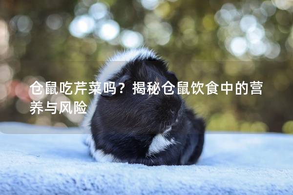 仓鼠吃芹菜吗？揭秘仓鼠饮食中的营养与风险