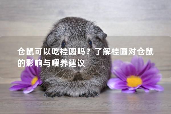 仓鼠可以吃桂圆吗？了解桂圆对仓鼠的影响与喂养建议