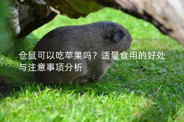 仓鼠可以吃苹果吗？适量食用的好处与注意事项分析