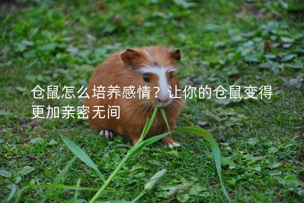 仓鼠怎么培养感情？让你的仓鼠变得更加亲密无间