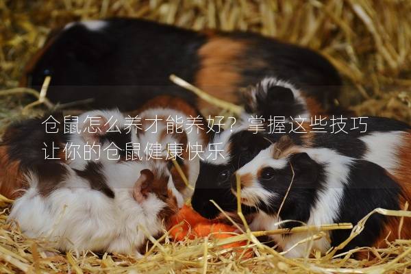 仓鼠怎么养才能养好？掌握这些技巧让你的仓鼠健康快乐