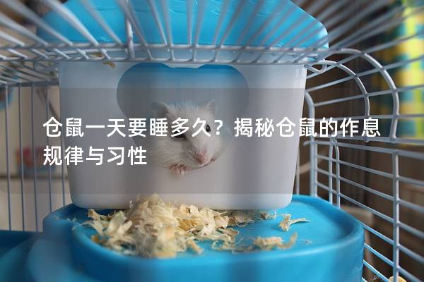 仓鼠一天要睡多久？揭秘仓鼠的作息规律与习性