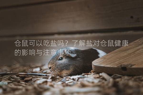 仓鼠可以吃盐吗？了解盐对仓鼠健康的影响与注意事项