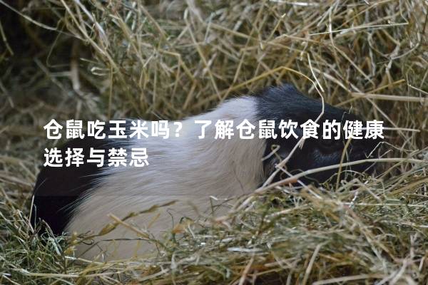 仓鼠吃玉米吗？了解仓鼠饮食的健康选择与禁忌