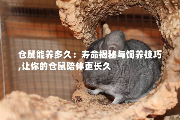 仓鼠能养多久：寿命揭秘与饲养技巧,让你的仓鼠陪伴更长久