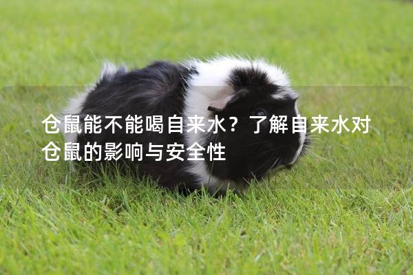 仓鼠能不能喝自来水？了解自来水对仓鼠的影响与安全性