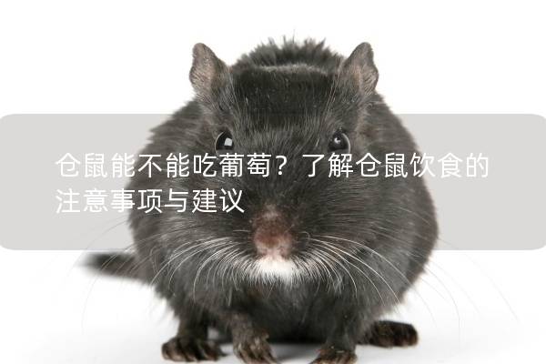 仓鼠能不能吃葡萄？了解仓鼠饮食的注意事项与建议