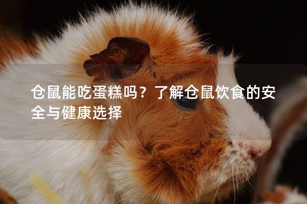 仓鼠能吃蛋糕吗？了解仓鼠饮食的安全与健康选择