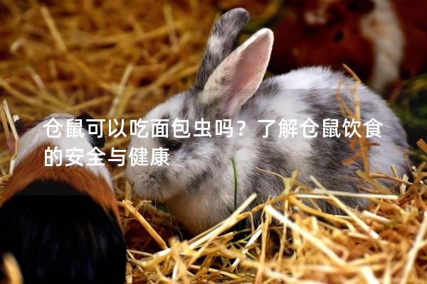 仓鼠可以吃面包虫吗？了解仓鼠饮食的安全与健康