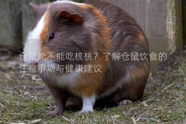 仓鼠能不能吃核桃？了解仓鼠饮食的注意事项与健康建议