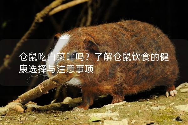 仓鼠吃白菜叶吗？了解仓鼠饮食的健康选择与注意事项