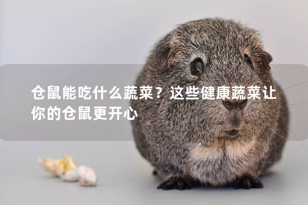 仓鼠能吃什么蔬菜？这些健康蔬菜让你的仓鼠更开心